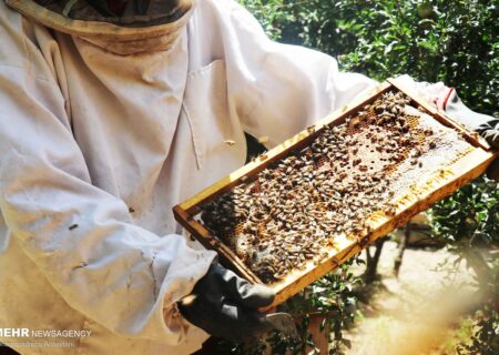 طلای شیرین زاگرس در قله تولید؛عسل ایلام رهسپار بازارهای جهانی شد