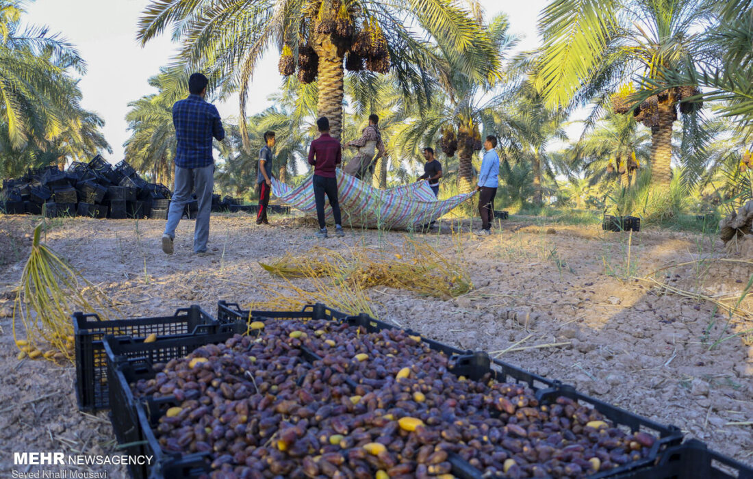 روش های سنتی فرآوری و بسته بندی، مانع بهره‌وری زنجیره خرما در خوزستان
