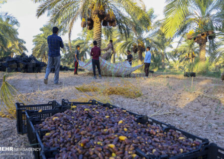 روش های سنتی فرآوری و بسته بندی، مانع بهره‌وری زنجیره خرما در خوزستان