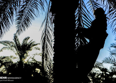 اینفوگرافیک| خرمای خوزستان؛ طلای شیرین جنوب