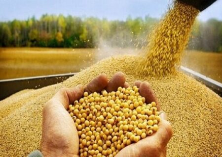 ذخایر نهاده‌های دامی کشور در وضعیت مطلوب و جای نگرانی نیست