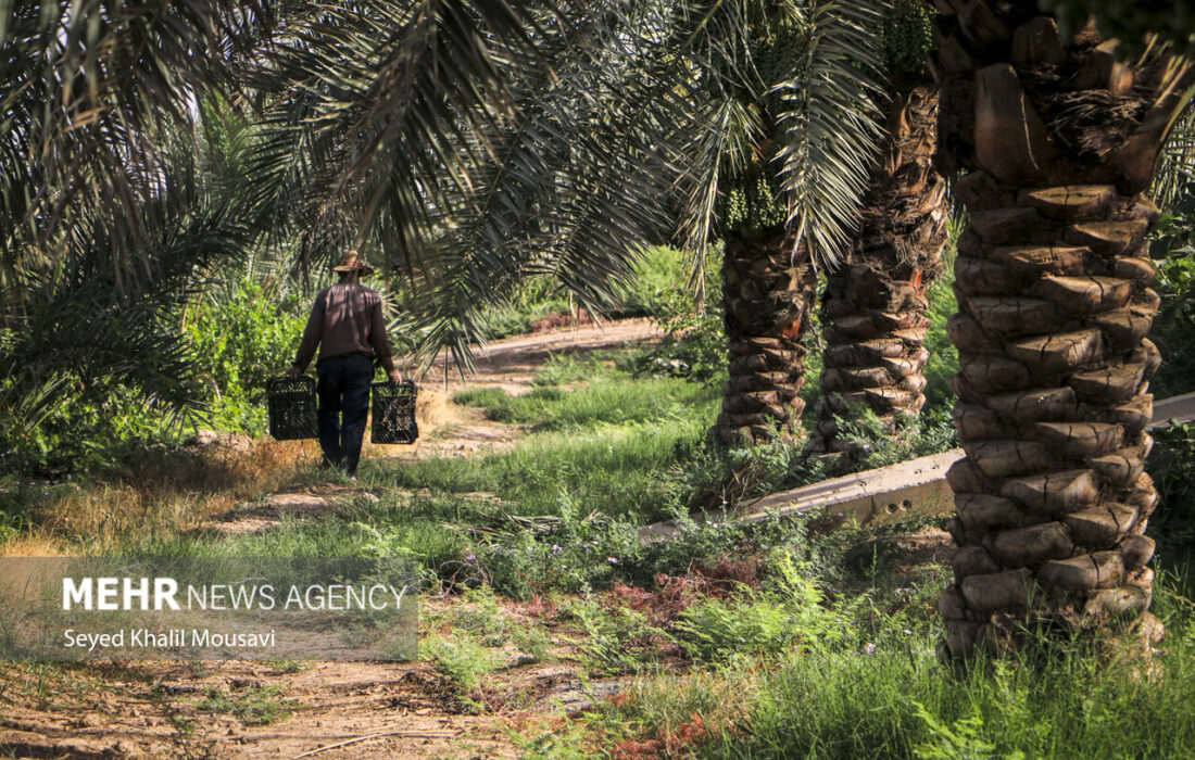 اشتغال روستاییان از حاشیهنشینی در شهرها جلوگیری میکند