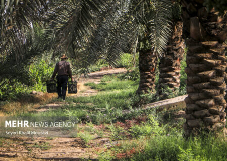اشتغال روستاییان از حاشیه‌نشینی در شهرها جلوگیری می‌کند