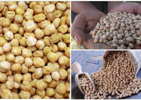 طلای دیم‌زارهای کرمانشاه در جیب دلالان برشته می‌شود