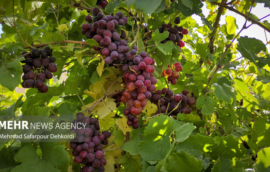 آغاز برداشت انگور از باغات آذربایجان غربی؛تولید ۲۲۰ هزار تن محصول