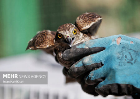 دستگیری شکارچی غیربومی پرندگان شکاری توسط محیط‌بانان اسفراین