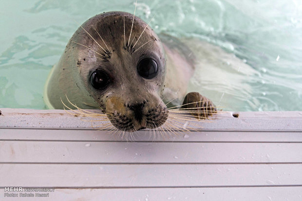 کشف لاشه یک قلاده فک خزری در ساحل پارک ملی بوجاق