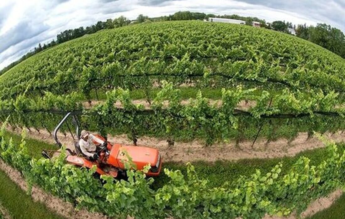 اصلاح الگوی کشت راهکاری اساسی در کاهش هزینههای تولید است