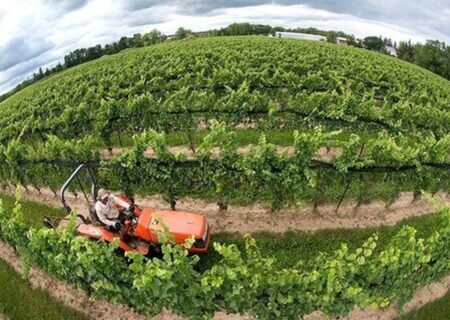 اصلاح الگوی کشت راهکاری اساسی در کاهش هزینه‌های تولید است