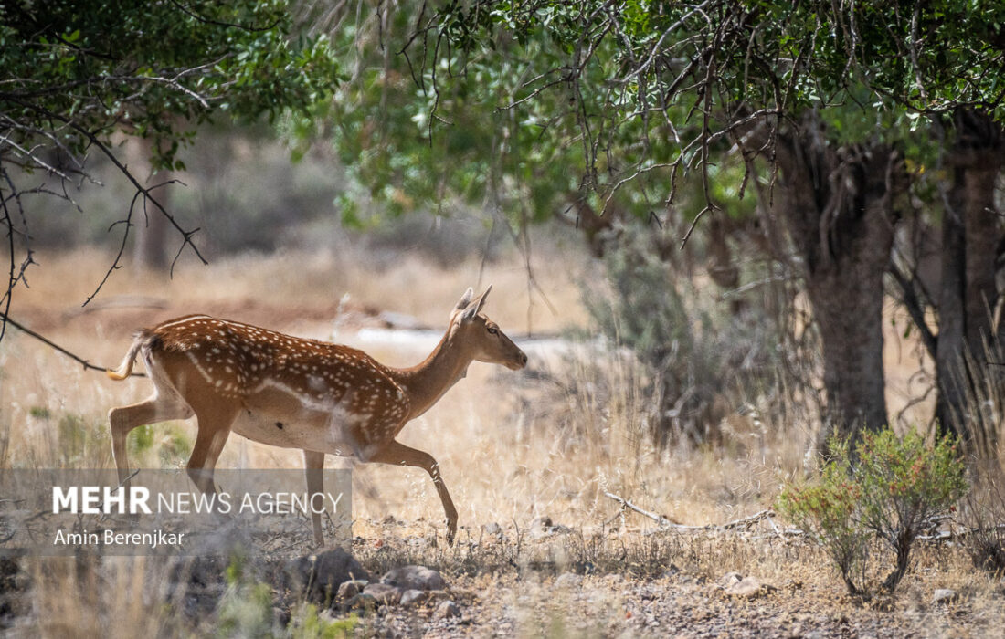 تولد خارج از فصل یک رأس گوساله گوزن زرد ایرانی در خاتم