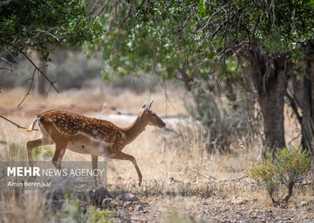 تولد خارج از فصل یک رأس گوساله گوزن زرد ایرانی در خاتم