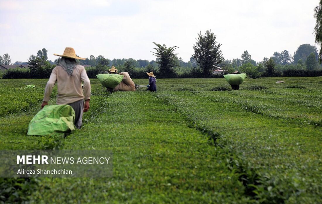 بیش از ۸۸ هزار تن برگ سبز چای از چایکاران خریداری شد