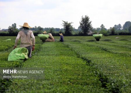 بیش از ۸۸ هزار تن برگ سبز چای از چای‌کاران خریداری شد