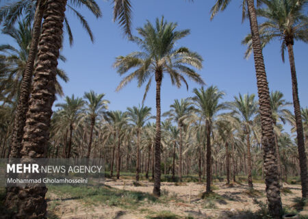 پایش ۴۷ هزار هکتار از نخلستان‌های هرمزگان علیه آسیب‌زننده حنایی