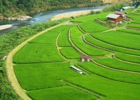 شهیدی پور: طرح جهش تولید برنج در  بابل شروع شد