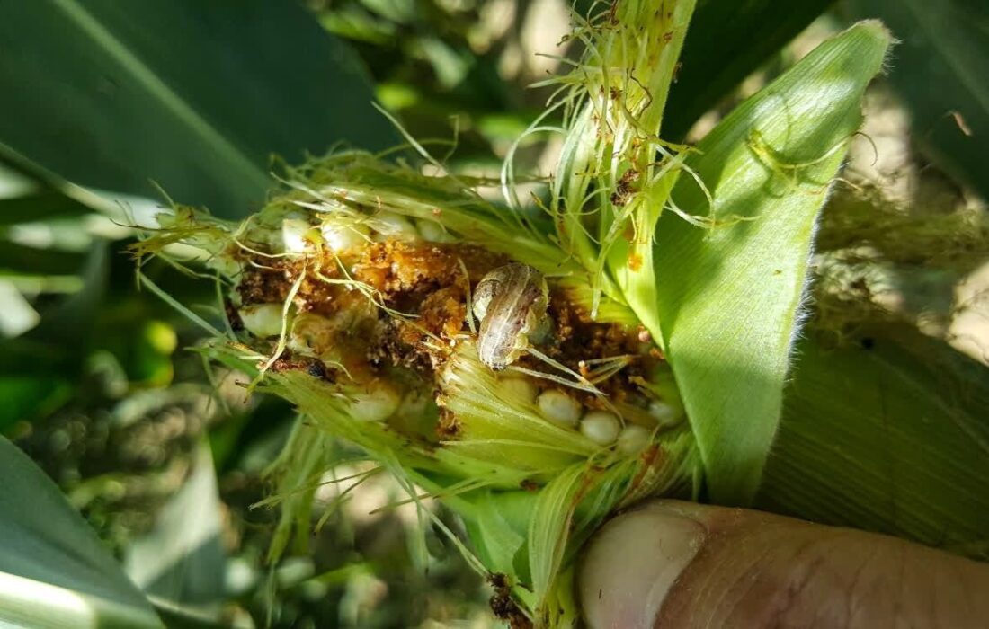 مبارزه با آفت کرم برگخوار پاییزه ذرت در لرستان