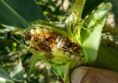 مبارزه با آفت کرم برگ‌خوار پاییزه ذرت در لرستان