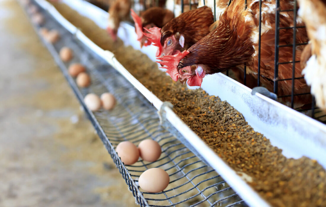 آمادگی برای کاهش سهم خرید توافقی نهاده های دامی در بازارگاه