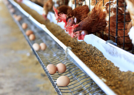 آمادگی برای کاهش سهم خرید توافقی نهاده های دامی در بازارگاه