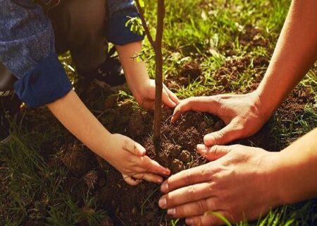 اولویت اصلی طرح ملی یک میلیارد درخت، نگهداری از نهال‌ها است