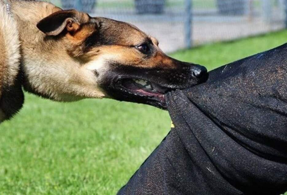 سکوت غیرمسئولانه در برابر زوزه مرگبار سگهای ولگرد