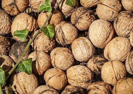 پیش‌بینی برداشت ۵ هزار تن گردو از باغات سلسله