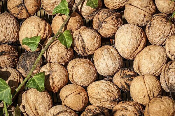 پیشبینی برداشت ۵ هزار تن گردو از باغات سلسله