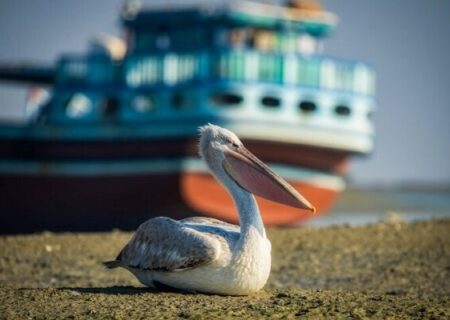 ورود نخستین گروه پلیکان‌های مهاجر به پارک ملی بوجاق