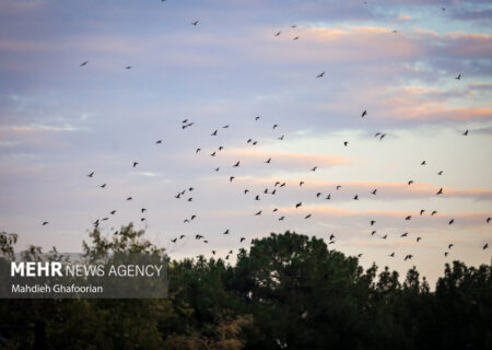 کاهش ۱۳ درجه‌ای دمای هوا در مشهد