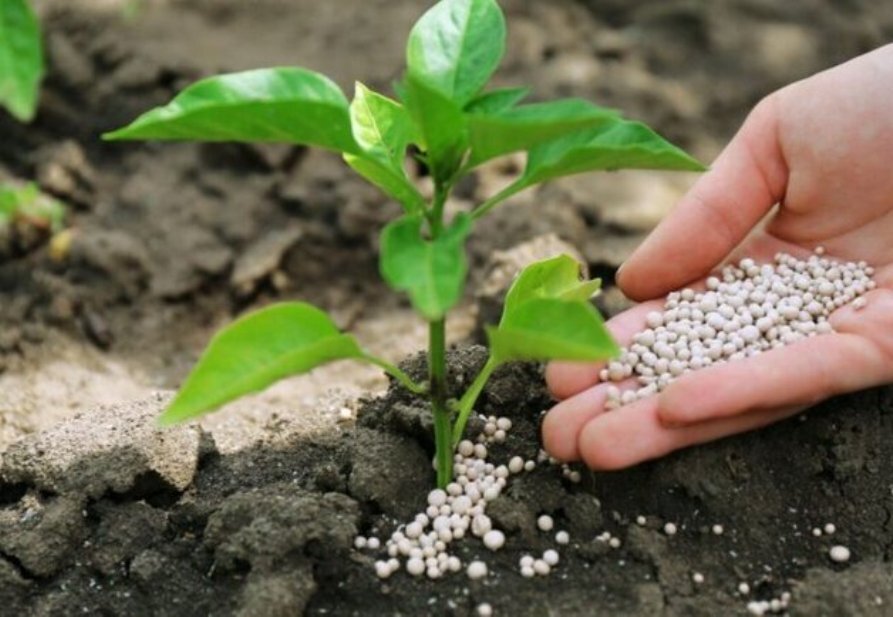 رشد ۲۸ درصدی تأمین و توزیع کود اوره در گلستان