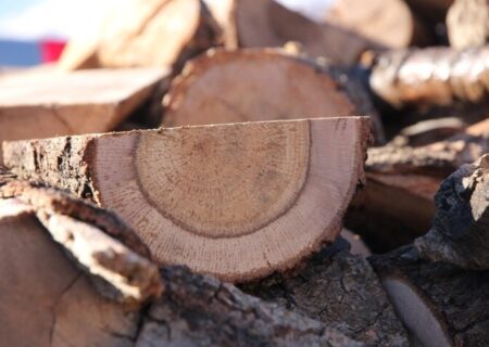 کشف محموله ۱۰ تنی چوب قاچاق در سنقر و کلیائی