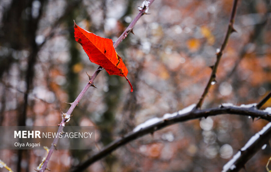 شعری برای «شعر»؛ هم من او را دوست دارم تا ابد، هم او مرا