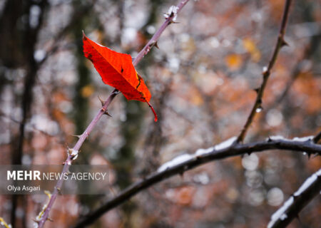 شعری برای «شعر»؛ هم من او را دوست دارم تا ابد، هم او مرا