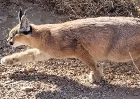 ثبت تصویر سه قلاده کاراکال در پناهگاه حیات وحش میاندشت