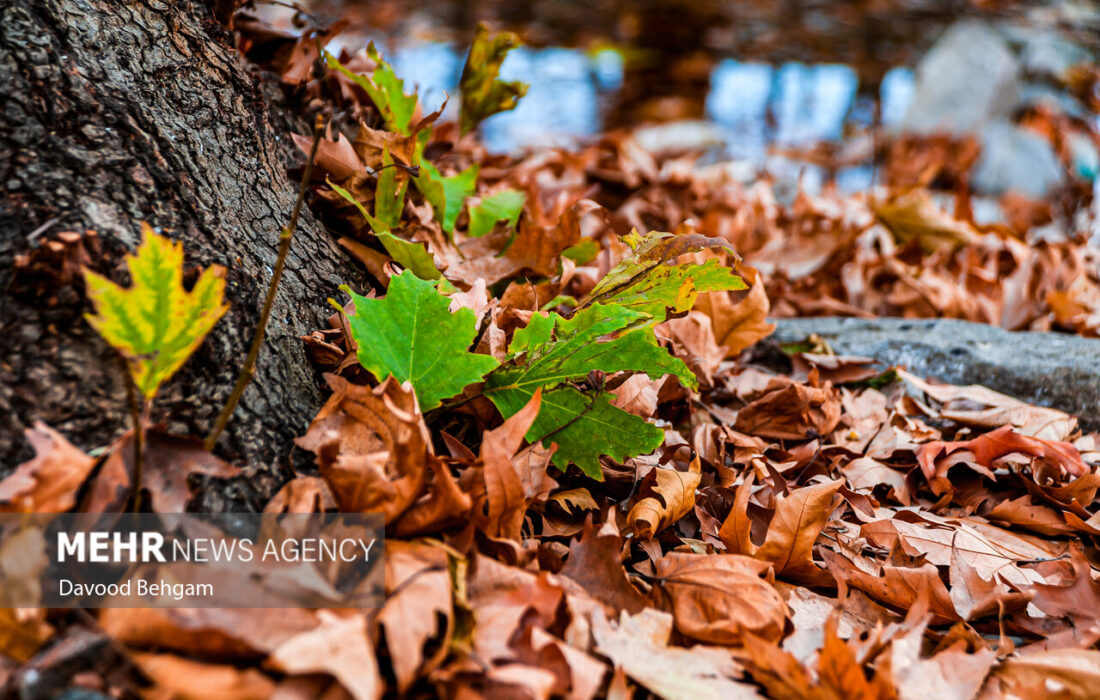 هوای خراسان رضوی پاییزی می شود؛کاهش چشمگیر دمای هوا