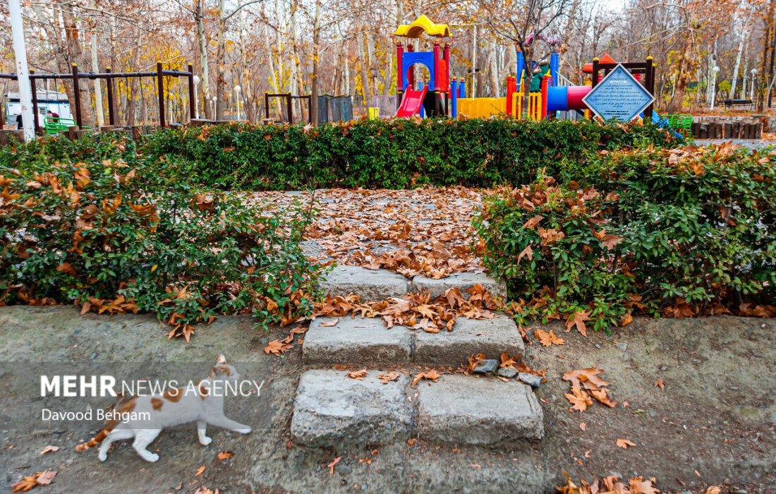 کاهش ۹ درجه ای دمای هوا در مشهد