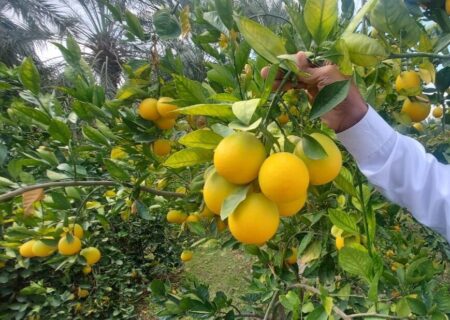 هزارتوی مرکبات از باغ تا بازار؛ ساز ناکوک صادرات