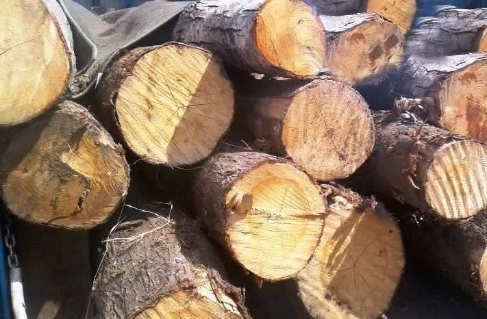 کشف ۱۵ تن چوب فاقد مجوز در گالیگش