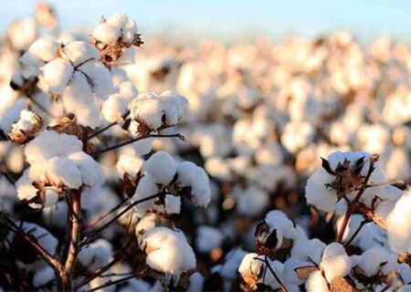 دو رقم جدید پنبه مقاوم به کم‌آبی معرفی شد