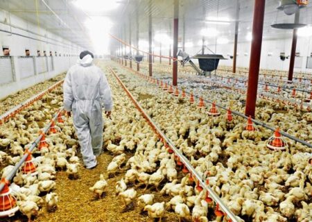 ۵ میلیون جوجه ریزی شهریورماه در آذربایجان غربی انجام شد