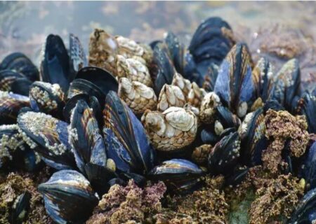 ابداع چسب پزشکی با الهام از صدف برای شکستگی استخوان