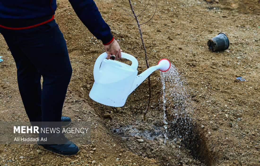 پویش درختکاری در مدارس استان سمنان