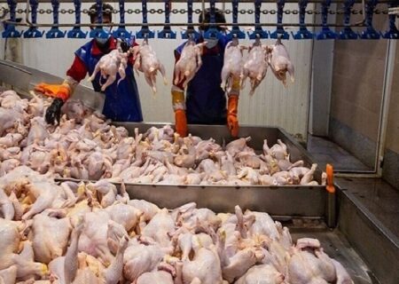 ممنوعیت خروج مرغ از گلستان برای پوشش کامل نیاز بازار