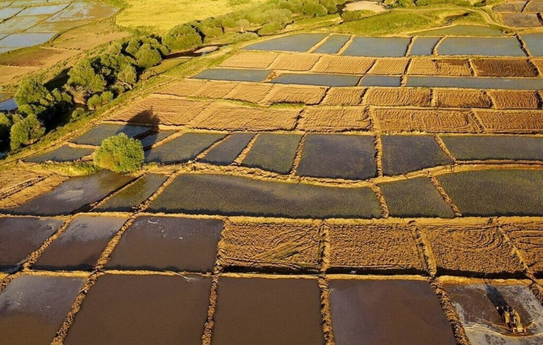 رفع تداخل ۹۴ درصد از اراضی کشاورزی عملیاتی شد