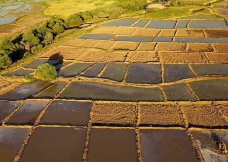 رفع تداخل ۹۴ درصد از اراضی کشاورزی عملیاتی شد