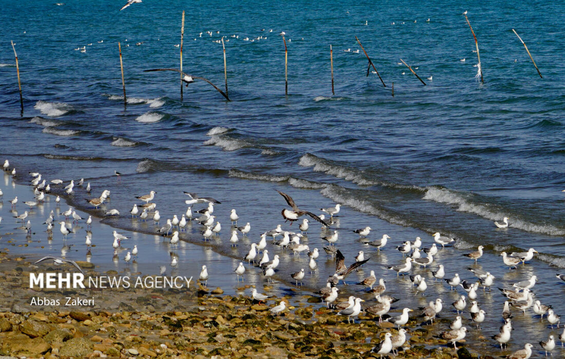 میانکاله زنده اما شکننده است؛ ورود مهاجران به تالاب بهشتی