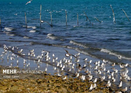 میانکاله زنده اما شکننده است؛ ورود مهاجران به تالاب بهشتی