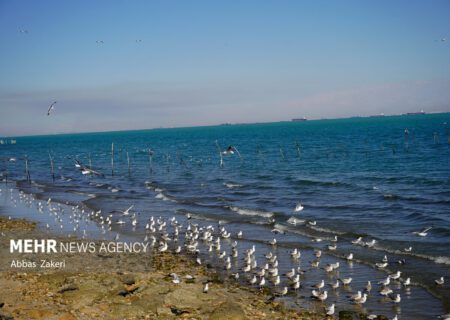 پرندگان مهاجر پیشقراول به میانکاله رسیدند