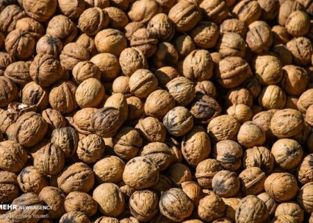 طلای سبز ایران زیرسایه خشکسالی؛ گردوی تویسرکان درگیر بازار بی سامان