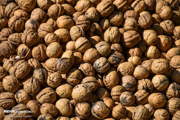 طلای سبز ایران زیرسایه خشکسالی؛ گردوی تویسرکان درگیر بازار بی سامان